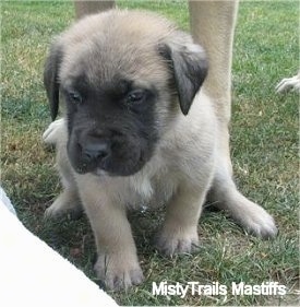 A tan with black English Mastiff puppy is sitting in grass and there is a larger dog behind it.
