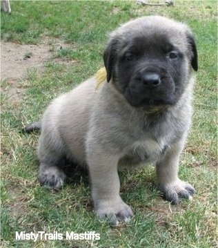Front view - A tan with black English Mastiff puppy is sitting in grass and looking up.
