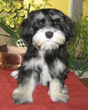 A medium haired black with white Mauzer is sitting on a red table with two potted plants behind it.