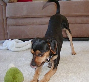 A black and tan Meagle dog is on a tan carpet play bowing in front of a green plush toy in front of a brown couch.
