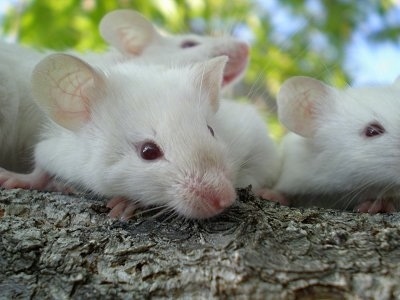 Rare Mice