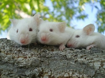 Three Mouses