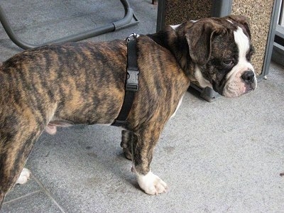 A brown brindle with white Miniature Australian Bulldog puppy is standing on a sidewalk in front of a store.