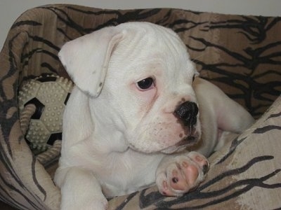 A white Miniature Australian Bulldog puppy is laying in a tan dog bed with a toy soccer ball behind it looking to the right.