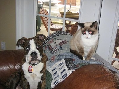 A brown brindle with white Olde English Bulldogge puppy is sitting in an arm chair that has a cat sitting on the back of it on top of a throw blanket that has a white house on it.
