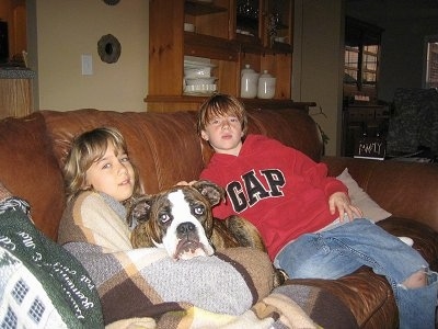 A brown brindle with white Olde English Bulldogge puppt is laying on a couch in the middle of two children. Behind it is a boy in a red Gap hoodie and blue jeans with a rip in the one knee and in front of it is a girl covered in a blanket.