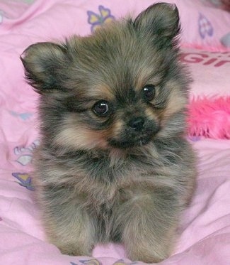 Front view - A fluffy black with tan Peek-A-Pom puppy is laying on a pink blanket with its head slightly tilted to the left looking forward. It looks like a stuffed toy.