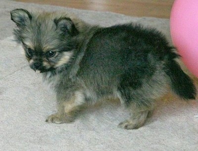 Side view - A black with tan Peek-A-Pom puppy is standing on a carpet and it is looking down and forward. There is a pink ball behind it.