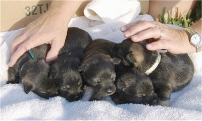 A litter of 5 black and brown Pom-A-Nauze puppies are lined up on a white towel and there is a lady with her hands on the two pups at the ends.