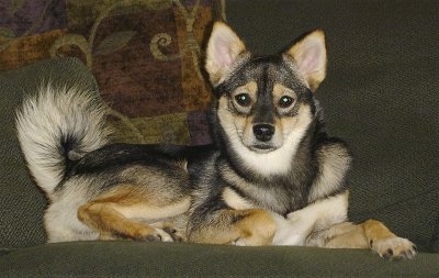 Side view - A shorthaired, black with tan Pom-Shi is laying on a bed and it is looking forward. It has perk ears and a ring tail. It looks like a brown fox.