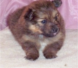 Close up front view - A tan with black and white Poshies puppy is laying in front of pink curtains looking to the right.
