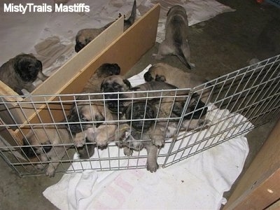 All the Puppies moving from the sleeping Area to the potty area