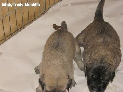 Two Puppies side by side taking a poop