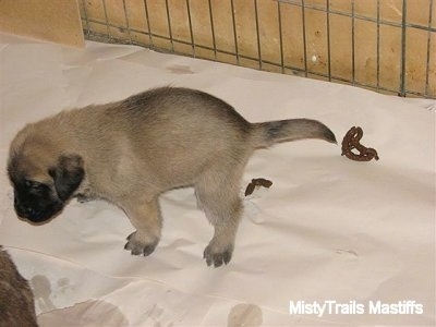 Puppy taking a poop