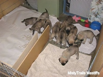 Some Puppies still eating other puppies moving to the play area