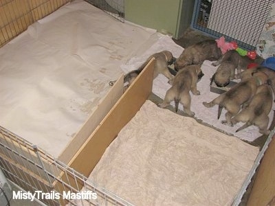 Puppies eating out of the mini food troughs