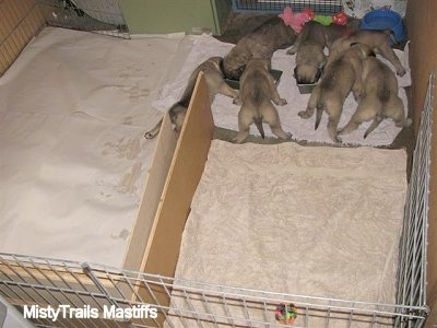 all the puppies are gathered around the food bowls