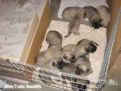 Puppies moving to a towel to sleep