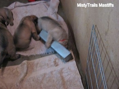 Close Up - Puppy with its head in the food bowl with a paw wrapped around the back end of the bowl