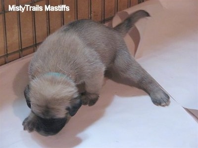 -Raising puppies at 3 to 3.5 weeks old - Time to start potty training ...