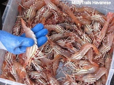 A bucket full of Prawn. A person is holding a Prawn in its hand.