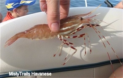 Right Profile - A small eyed Prawn is being held in a persons hand.
