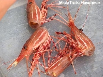 Close up - The heads of four red prawns are on top of a wet surface.