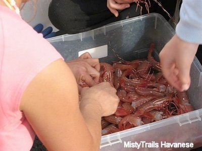 People are digging into a bucket full of Prawns.