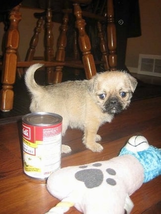 Side view - a tan with black Pug-Zu puppy turned to look at the camera. There is a soup can near the dog's backside and a plush bone pillow next to the soup can.