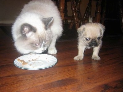 A tan with black Pug-Zu puppy is standing on a hardwood floor and it is looking down. There is a cat next to it kneeling down to eat food off of a plate and it is looking at the puppy. The dog is turned away to not make eye contact with the cat. The cat is much larger than the dog.