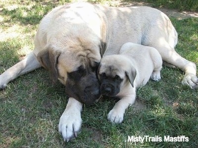 A tan with black English Mastiff is laying in grass with its head nuzzled against the face of a tan with black English Mastiff puppy.