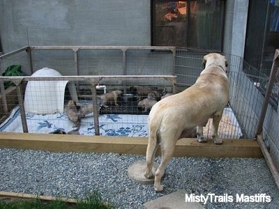 English Mastiff walking into the puppy area