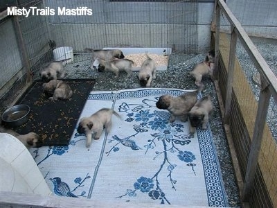 Puppies scattered everywhere in play pen area.