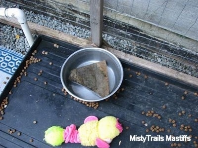 Close Up - Rock in a Water Bowl