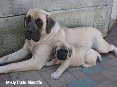 A tan with black English Mastiff is laying on a brick walkway next to a tan with black English Mastiff puppy in front of a cement wall.