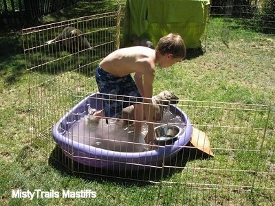 Puppy outside in a small pool which is inside of an x-pen with a boy