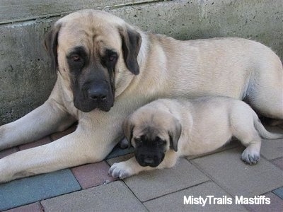 A tan with black English Mastiff puppy is laying next to a full-sized Mastiff in front of a cement wall.