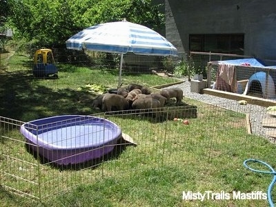 Puppies under an umbrella eating out of a food bowl