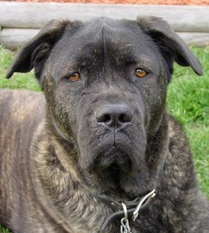 Close up head shot - a black brindle mastiff mix wearing a black leather collar looking straight ahead
