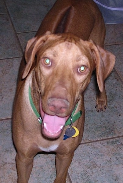 Close up front view - A brown Rhodesian Ridgeback is standing on a tan tiled floor and it is looking up. Its mouth is open and it looks like it is smiling. The dog has a light brown nose.