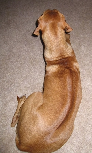The back of a brown Rhodesian Ridgeback that is laying on a carpet. You can see the darker line down the dog's back.