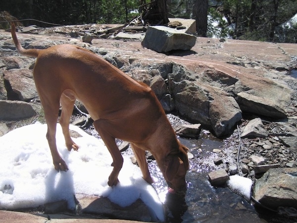 The right side of a brown Rhodesian Ridgeback dog that is standing on snow on top of a rock that is next to a stream drinking water.