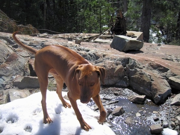 A brown Rhodesian Ridgeback dog is standing on a pile of snow on top of a large bolder sized rock and behind it is a hiking trail and a stream of water.