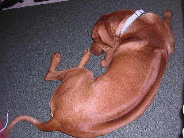 The back of a red Rhodesian Ridgeback is laying in a ball on a blue carpet. The dog has a darker line down its back.