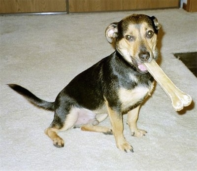 Front side view - A black with tan mixed breed dog is sitting on a tan carpet looking happy with a large rawhide bone in its mouth.