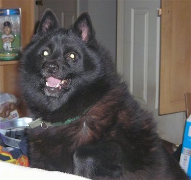 Close up - A fluffy black Schipperke dog is sitting behind a bed, it is looking forward, its mouth is open and it looks like it is smiling. The dog has small perk ears.