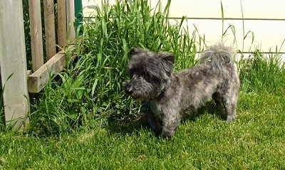 A black, grey with white Scotchon is standing in grass and it is looking to the left. The dog's body is long and low to the ground and its legs are short. It has longer hair on its head and tail and its body is shaved shorter.