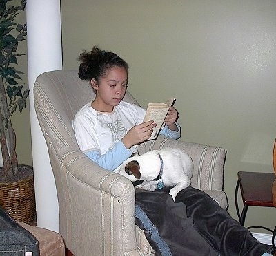 A girl is sitting in an arm chair and she is reading a book. There is a white with brown Jack Russell Terrier laying in her lap.