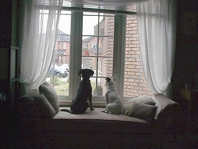 The back of a white Jack Russell Terrier and a black Shepadoodle puppy are sitting on a chaise and they are looking out of a window.