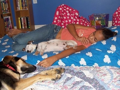 A white with brown Jack Russell Terrier and a black with tan Shepherd mix are sleeping on a bed and there is a girl sleeping behind them.